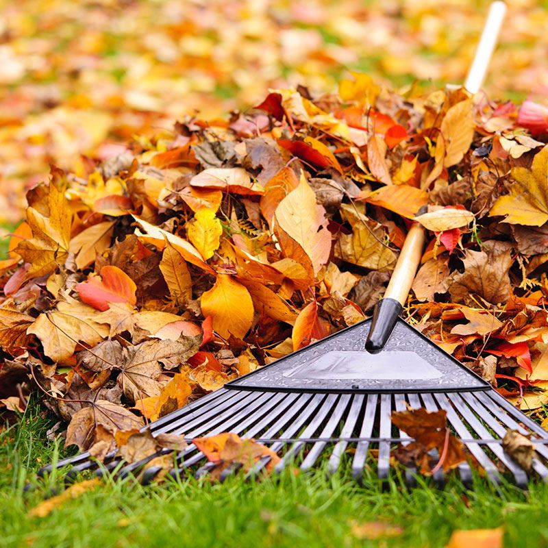 Rake Leaves