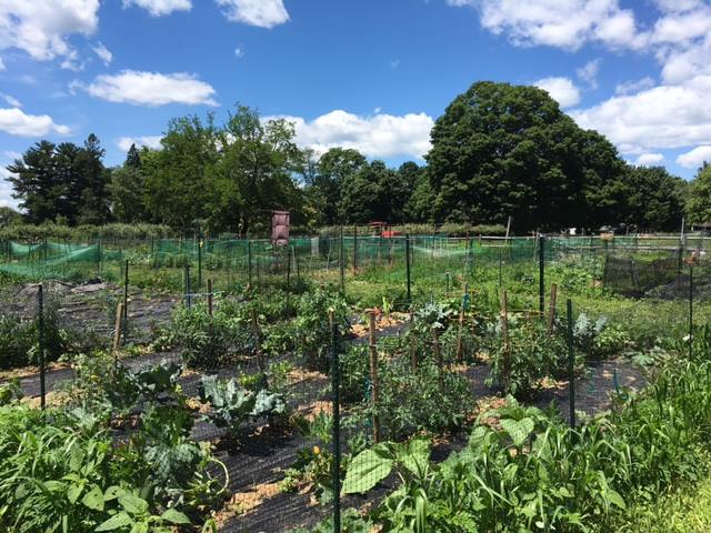 Community Garden 1