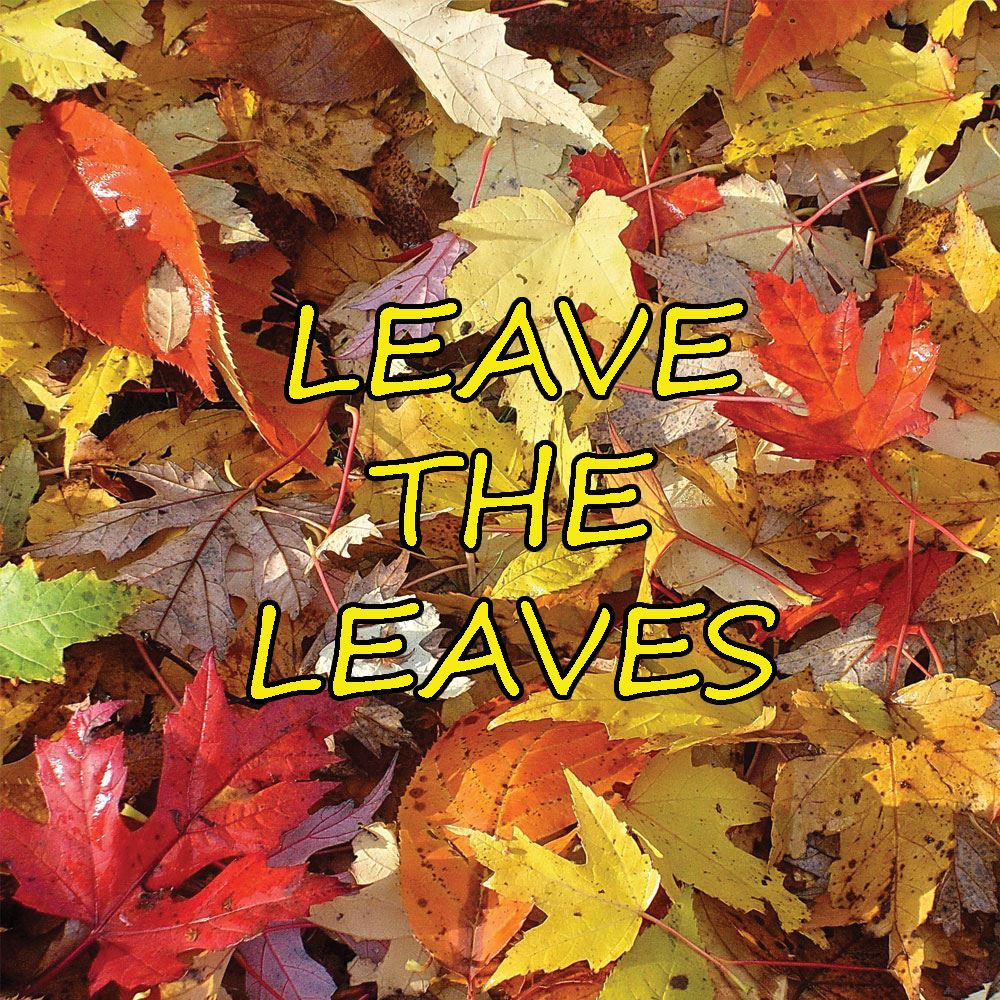 Leave the Leaves (JPG)